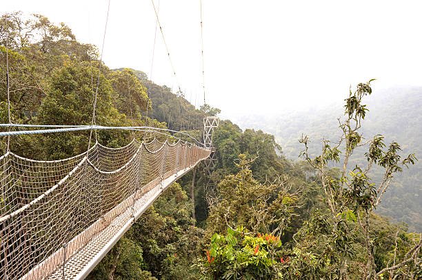 Nyungwe National Park