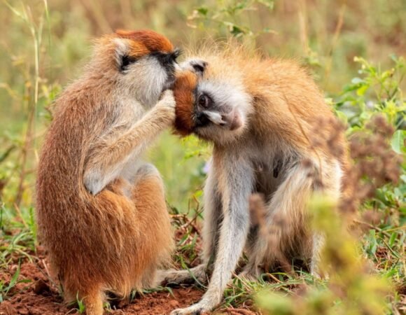 8 Days Uganda Primate Trekking Safari