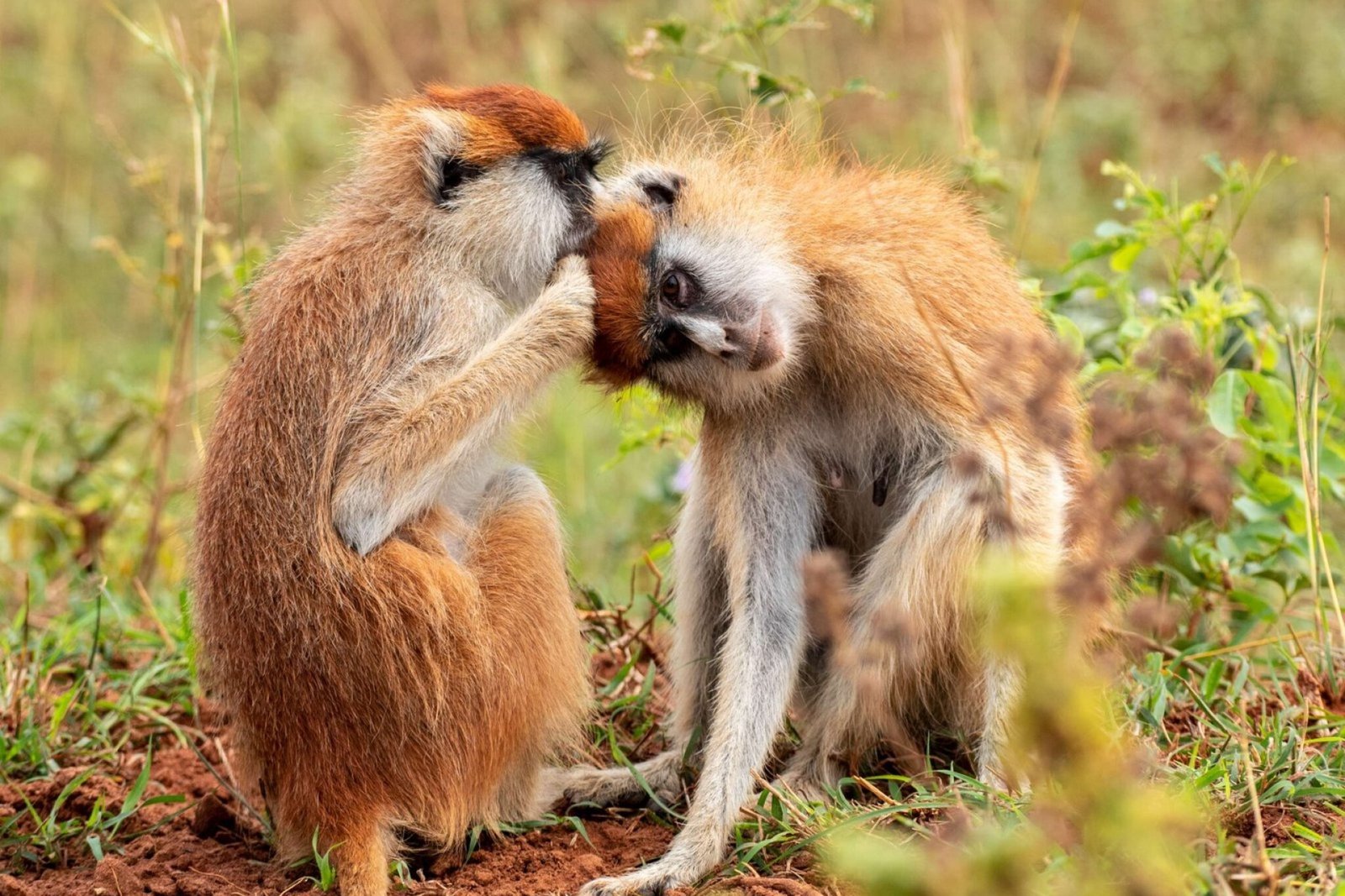 8 Days Uganda Primate Trekking Safari