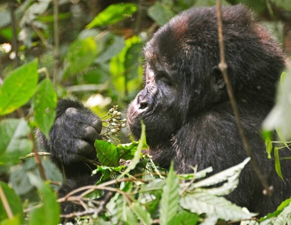 Uganda Primates, Big Five & Rwenzori Adventure