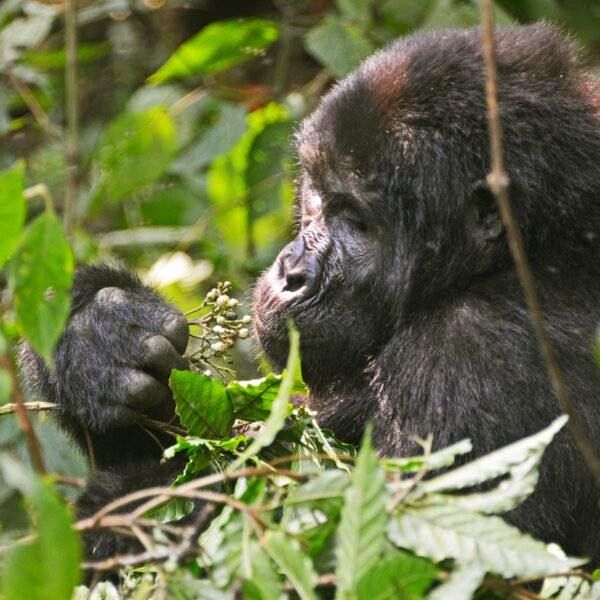 Uganda Primates, Big Five & Rwenzori Adventure