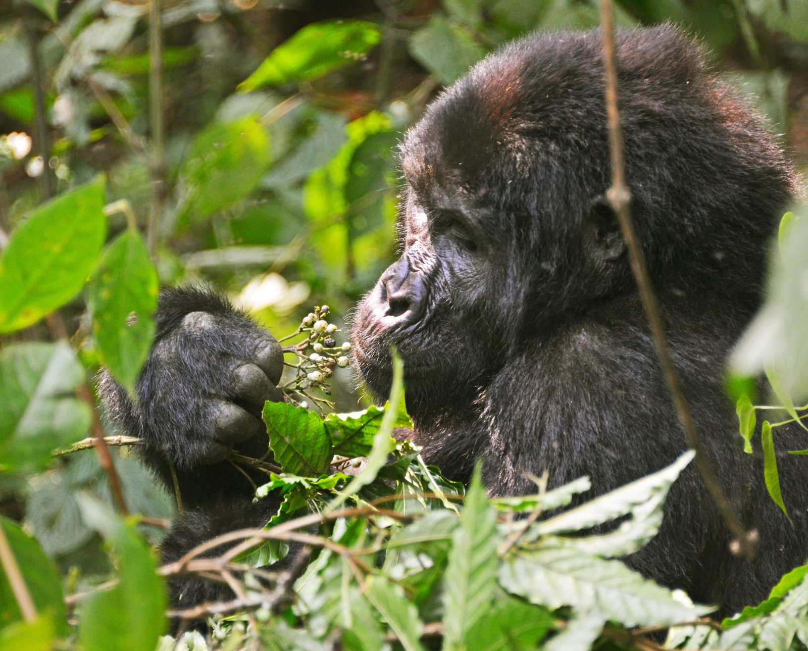 Uganda Primates, Big Five & Rwenzori Adventure