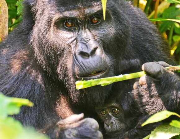 Rwanda Gorilla, Wildlife & Bisoke Hike Safari