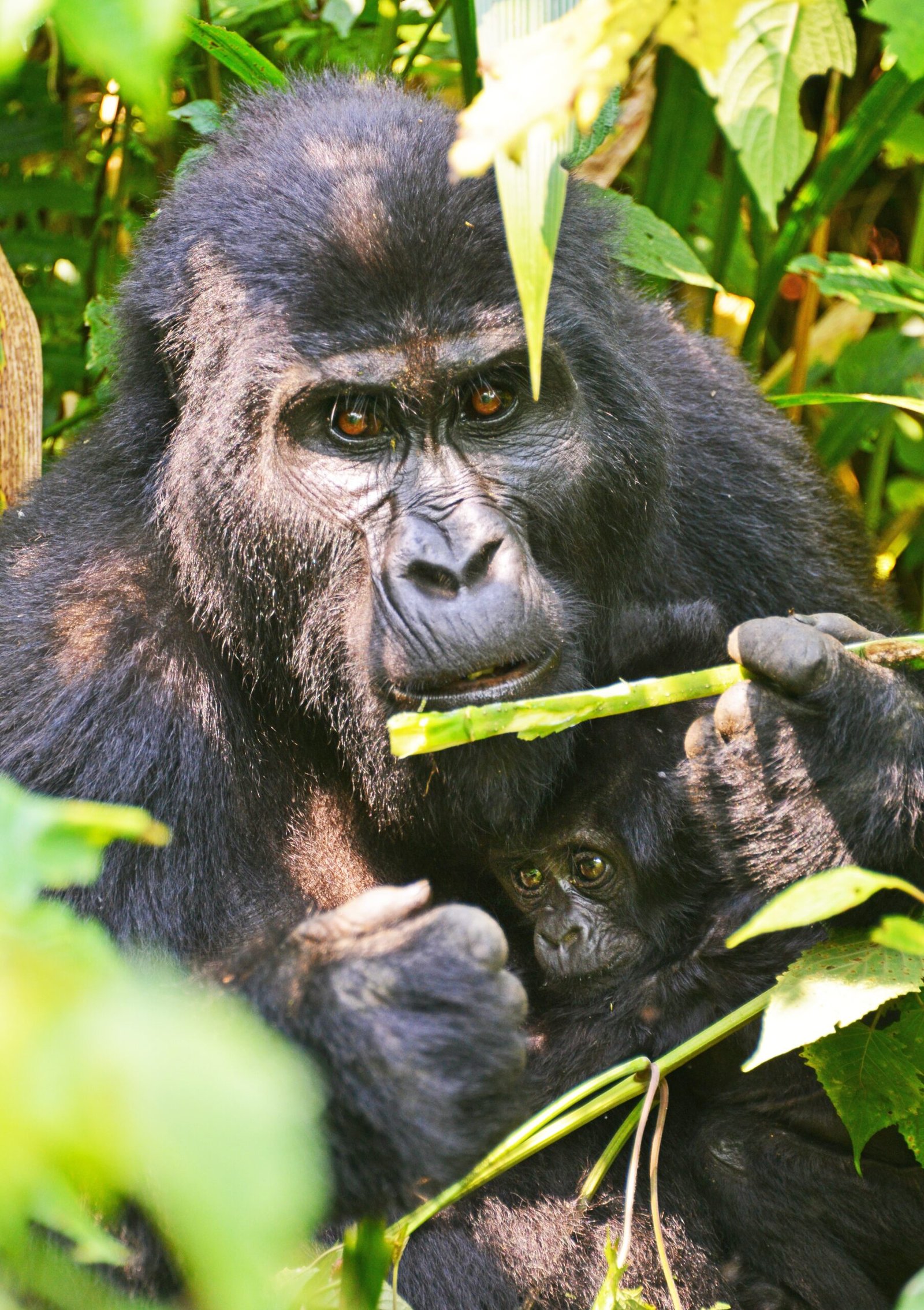 Rwanda Gorilla, Wildlife & Bisoke Hike Safari