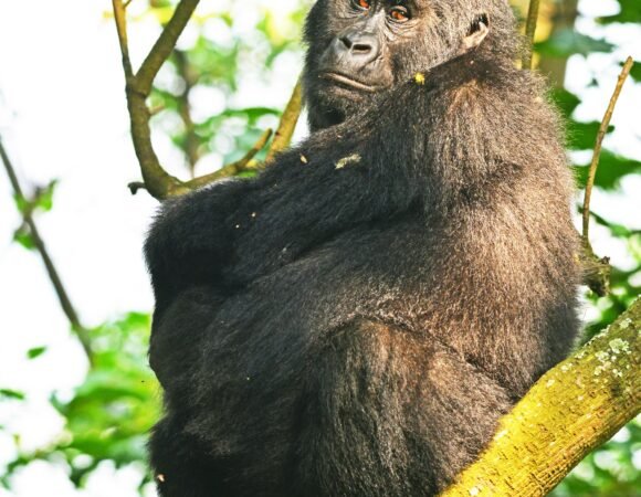 Rwanda & Uganda Gorilla Double Trekking Safari