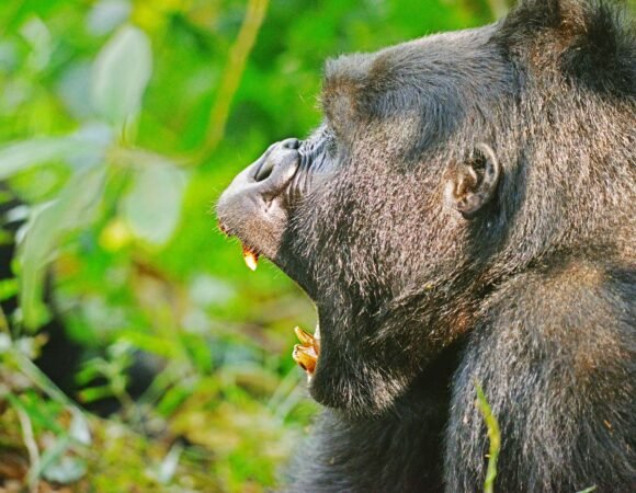 Uganda & Rwanda Safari