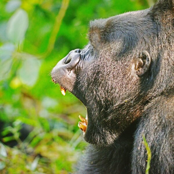 Uganda & Rwanda Safari