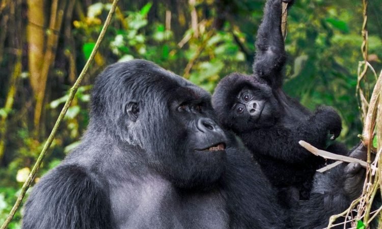 5 Days Volcanoes National Park Safari