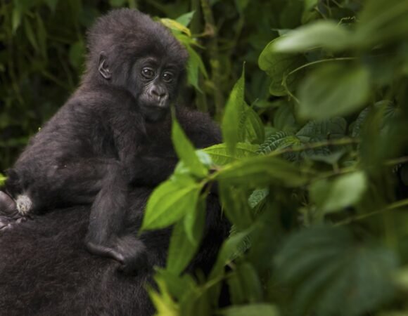 10 Days Rwanda & Uganda Gorilla Double Trekking Safari