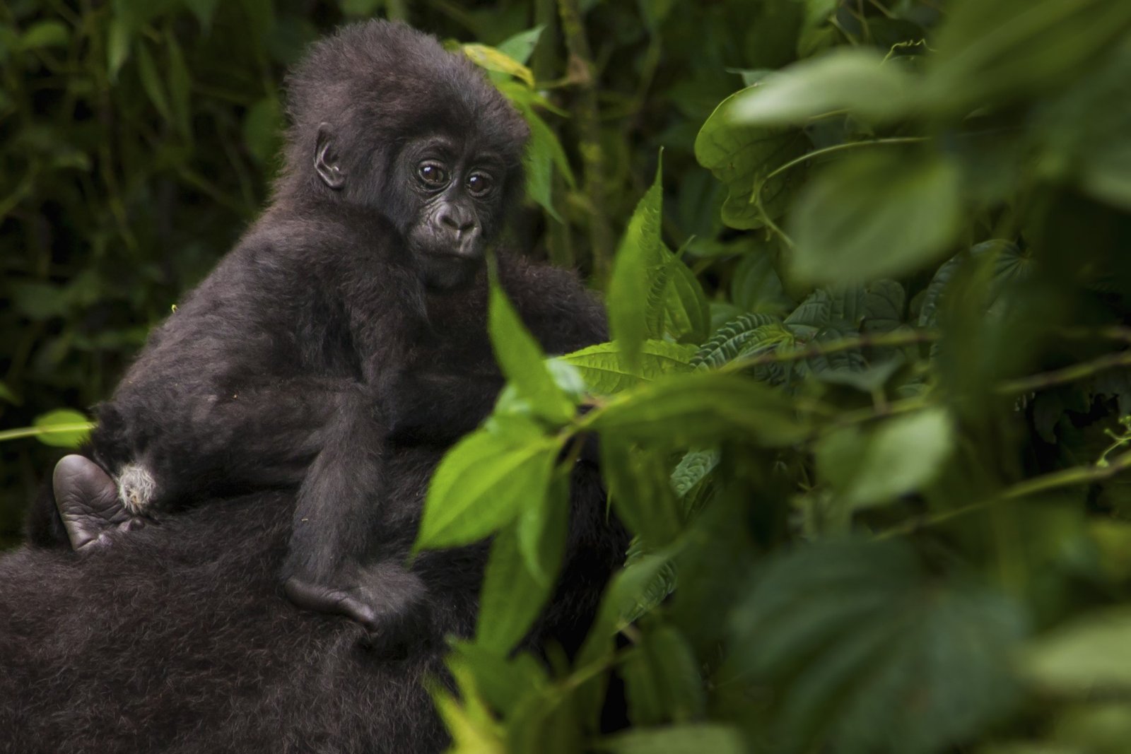 10 Days Rwanda & Uganda Gorilla Double Trekking Safari