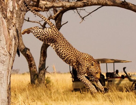 9 Days Classic Rwanda Safari