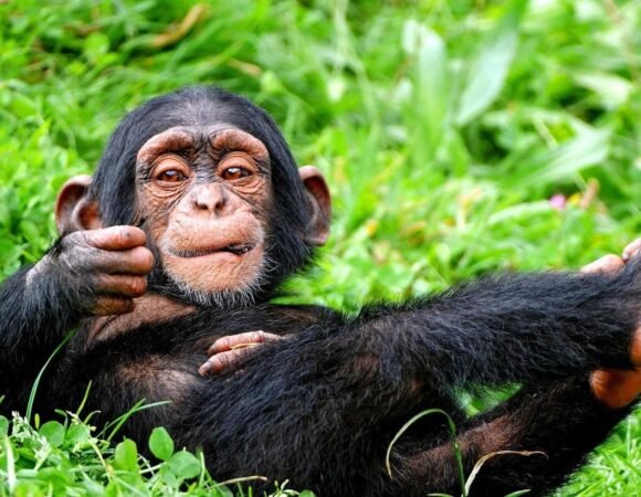 6 Days Rwanda Primate Safari with Sport Fishing