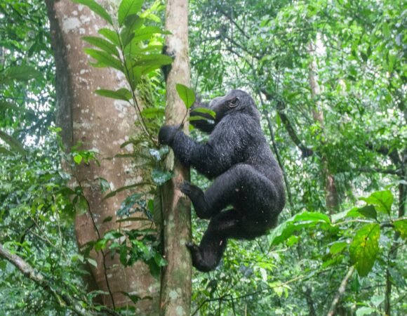 Bwindi & Mount Sabyinyo Hiking Safari