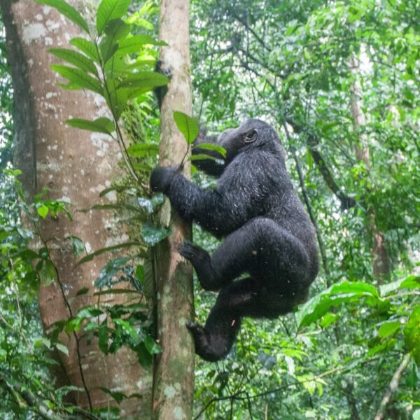 Bwindi & Mount Sabyinyo Hiking Safari