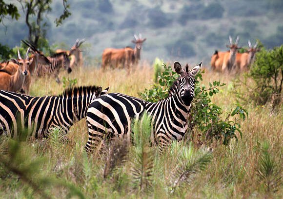 3 Days Akagera National Park Safari