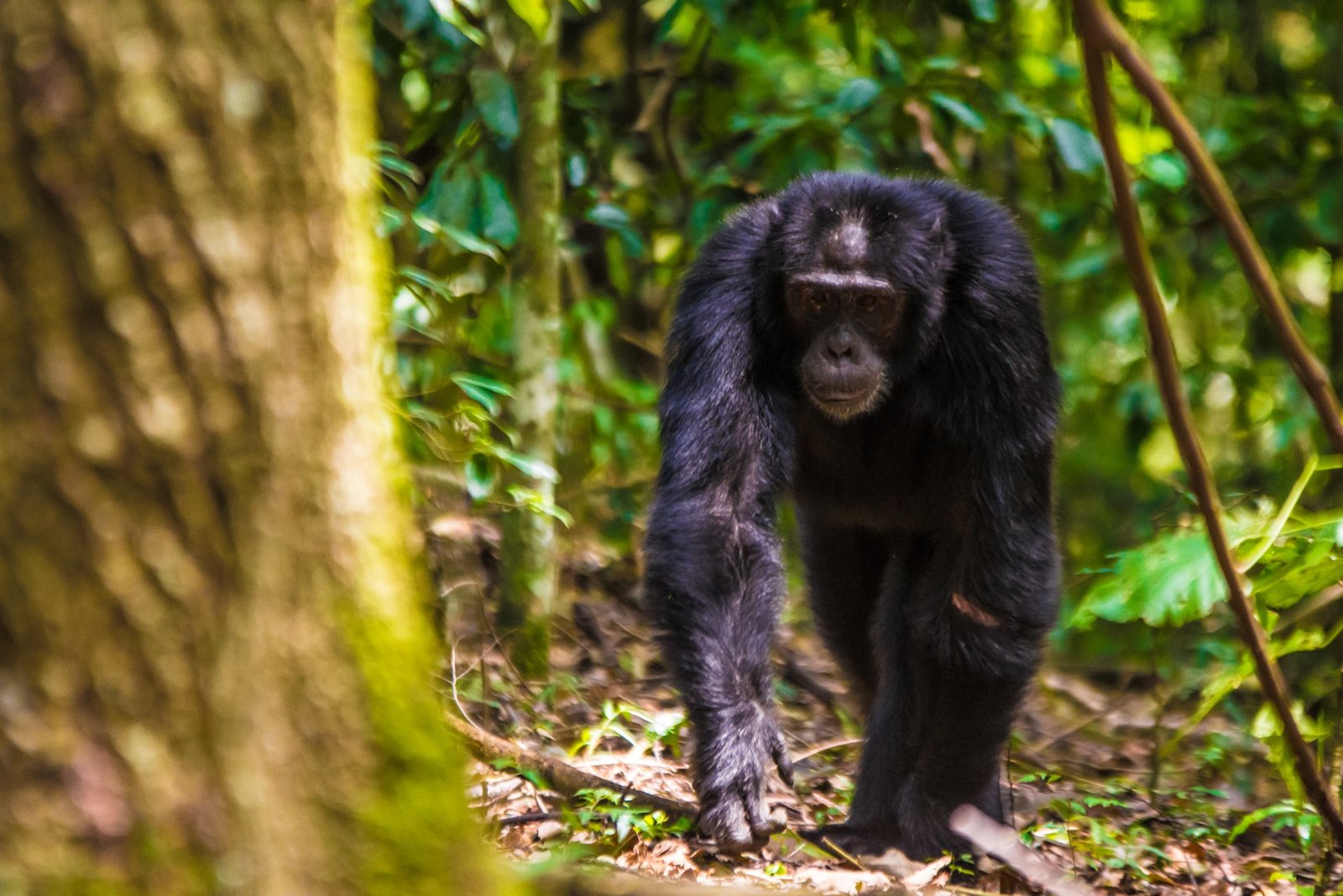 Kibale National Park