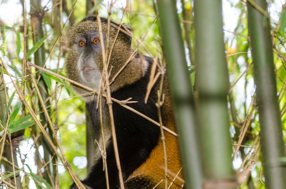 Mgahinga Gorilla National Park