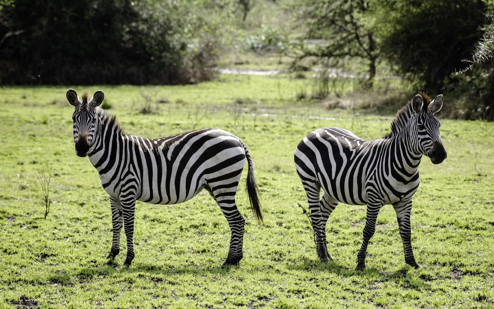 Lake Mburo National Park 