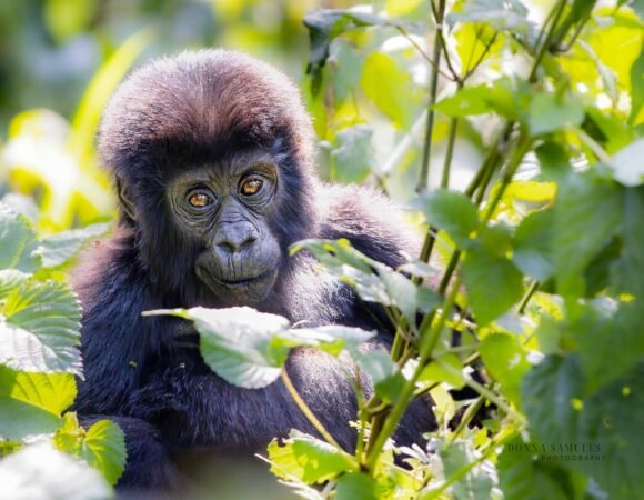 3 Days Uganda Gorilla Trekking Safari