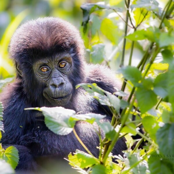 15 Days Honeymoon safari