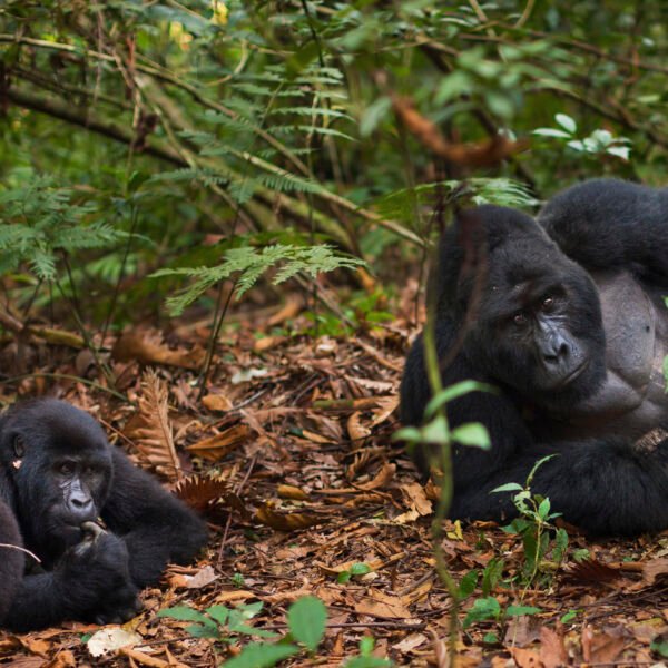 3 Days Uganda Gorilla Trekking Safari
