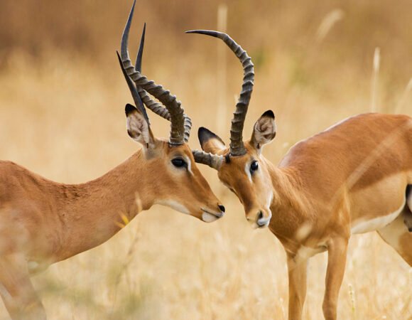 8 Days Honeymoon Safari in Uganda