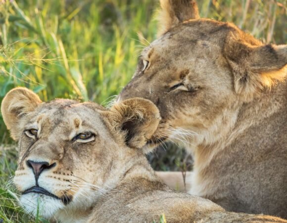Queen Elizabeth National Park
