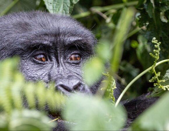 5 Days Rwanda Gorillas And Wildlife Safari