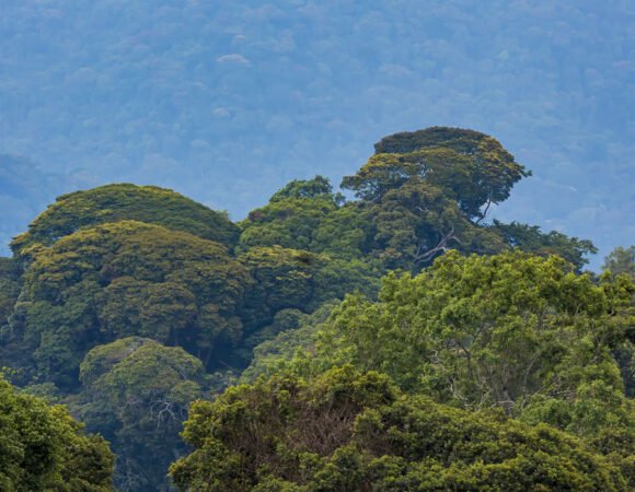 Gishwati Mukura National Park