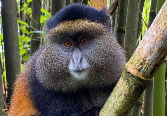 Mgahinga Gorilla National Park