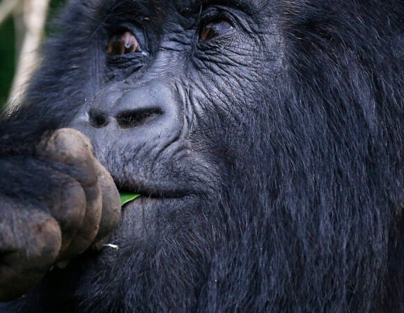 Volcanoes National Park