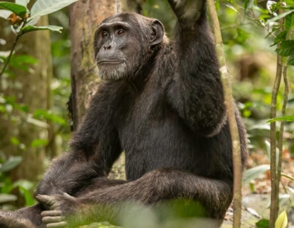 5 Days Ultimate Uganda Primates Safari