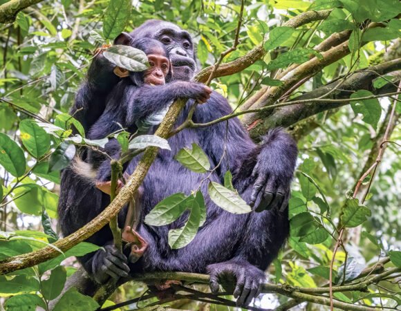 3 Days Kibale Chimp Trekking Safari