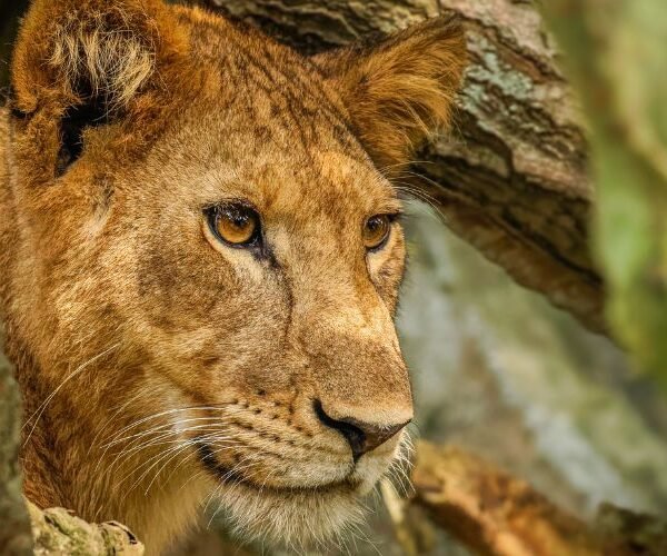11 Days Lion Experiential Safari
