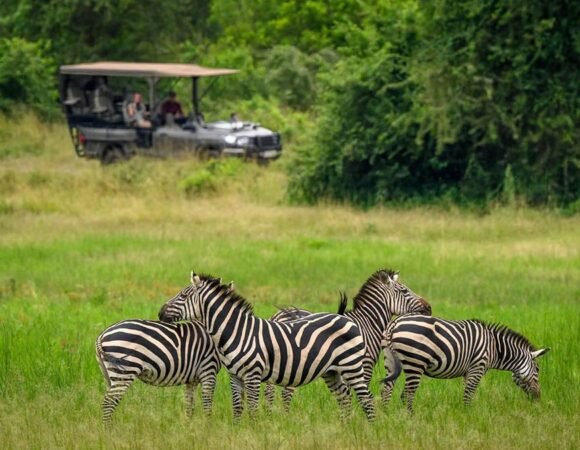 3 Days Akagera Wildlife Safari