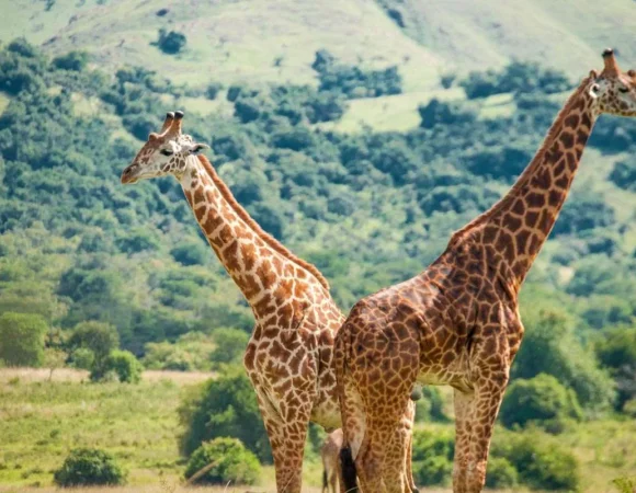 Akagera National Park