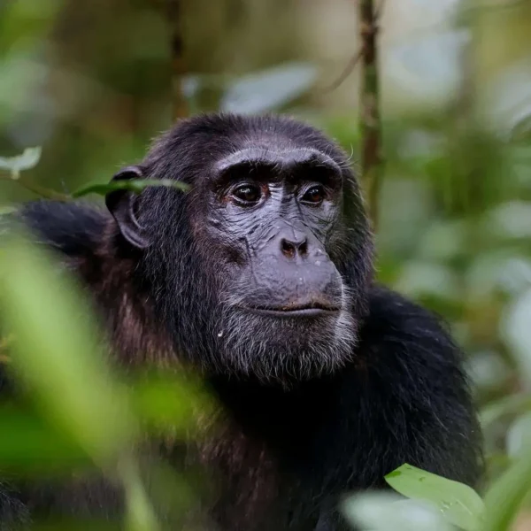 3 Days Rwanda Chimps And Canopy Walk Safari