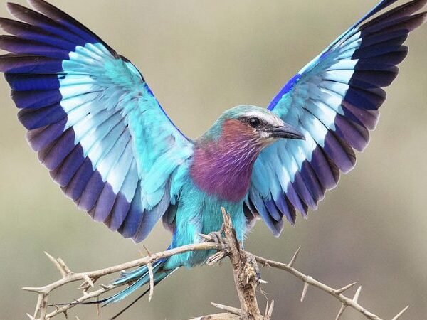 Akagera National Park