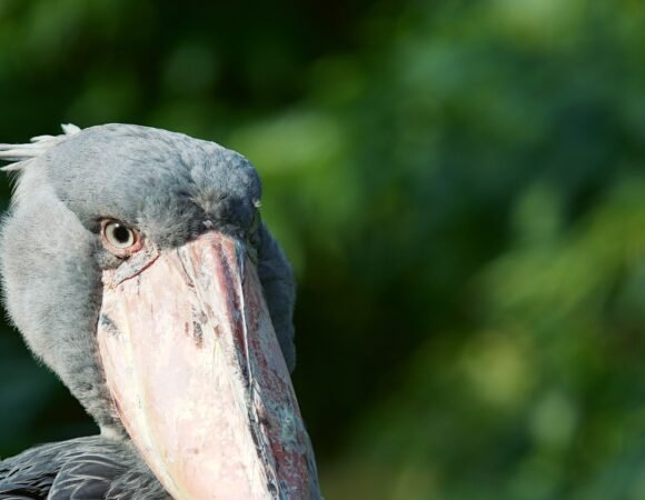 1 Day Mabamba Swamp Tour