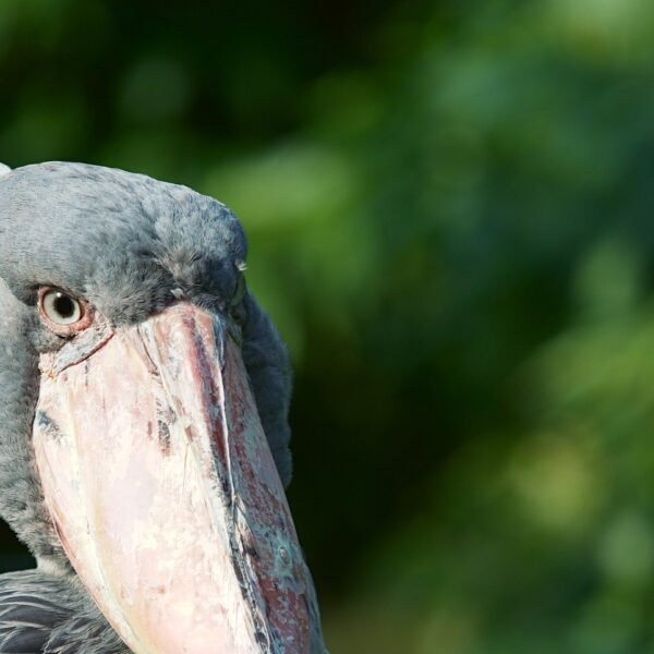 1 Day Mabamba Swamp Tour