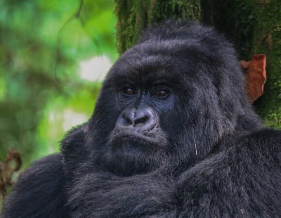 What Is The Age Limit For Gorilla Trekking In Africa?