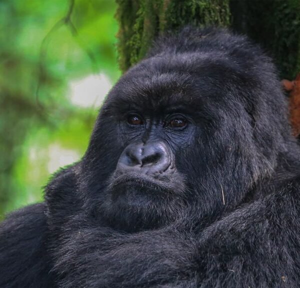 What Is The Age Limit For Gorilla Trekking In Africa?