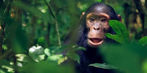 1 Day Ngamba Island Chimpanzee Sanctuary