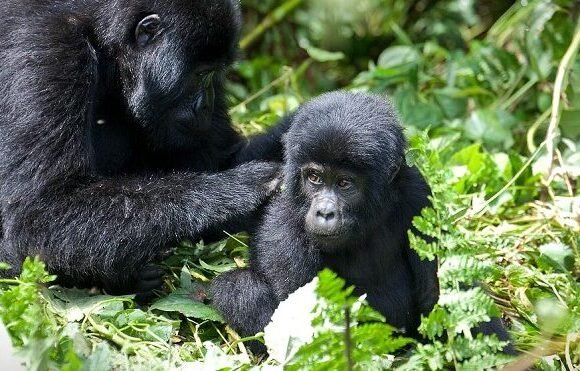 Where To Do Gorilla Trekking In Uganda?