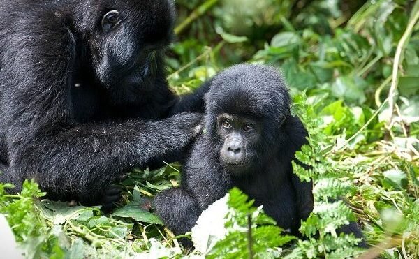 Where To Do Gorilla Trekking In Uganda?
