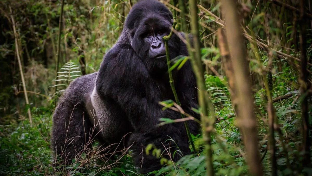 1 Day Gorilla Trekking Uganda