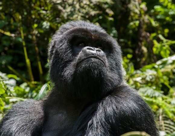 Best Time To See Mountain Gorillas In Africa