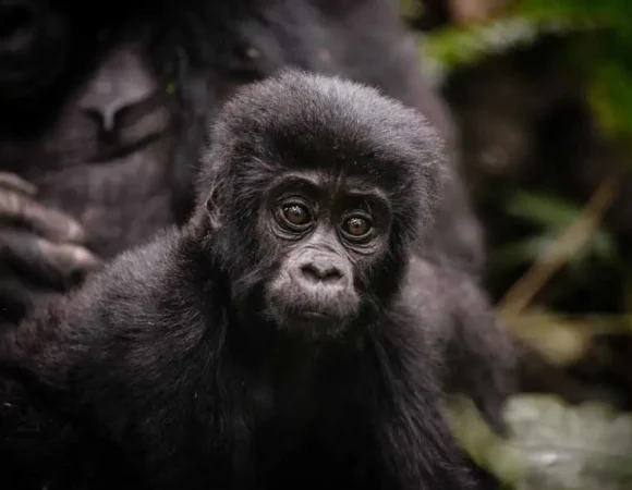 Where To Do Gorilla Trekking In Rwanda?