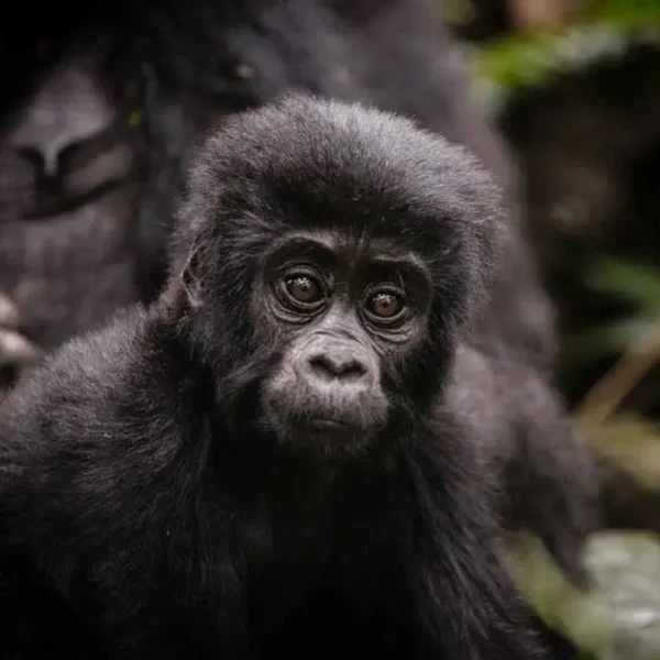 Where To Do Gorilla Trekking In Rwanda?