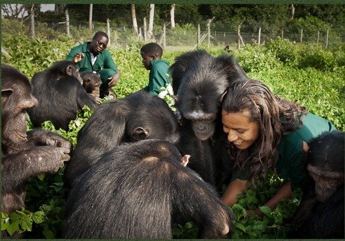 1 Day Ngamba Island Chimpanzee Sanctuary
